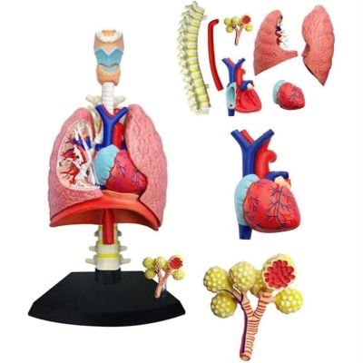 4D Respiratory System Lung Model of 21 Removable Parts Science & Technology Teaching Model,Model of Human Heart and Lungs