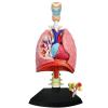 4D Respiratory System Lung Model of 21 Removable Parts Science & Technology Teaching Model,Model of Human Heart and Lungs view 2