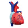 4D Respiratory System Lung Model of 21 Removable Parts Science & Technology Teaching Model,Model of Human Heart and Lungs view 3