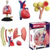 4D Respiratory System Lung Model of 21 Removable Parts Science & Technology Teaching Model,Model of Human Heart and Lungs view 4