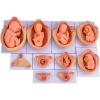 10 Fetal Development Process Model, Medical Anatomical Pregnancy Embryo Development Model, for Medical Education Study view 1