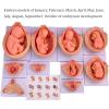 10 Fetal Development Process Model, Medical Anatomical Pregnancy Embryo Development Model, for Medical Education Study view 2