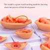 10 Fetal Development Process Model, Medical Anatomical Pregnancy Embryo Development Model, for Medical Education Study view 3