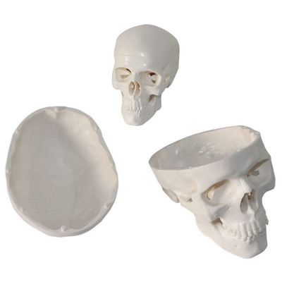 3 Parts Mini Skull Model Human Anatomical Teaching Skeleton Head Studying with Removable Skull Cap and Moving Jaw for Dr