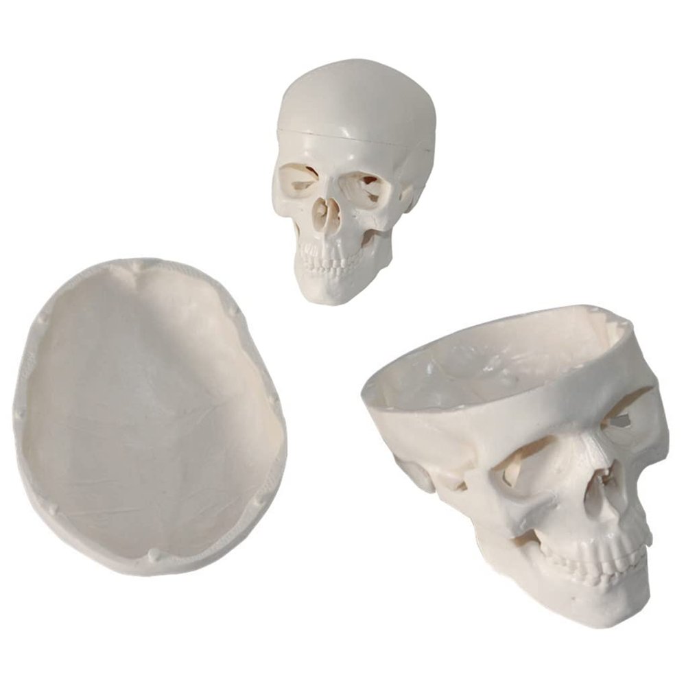 3 Parts Mini Skull Model Human Anatomical Teaching Skeleton Head Studying with Removable Skull Cap and Moving Jaw for Dr