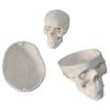 3 Parts Mini Skull Model Human Anatomical Teaching Skeleton Head Studying with Removable Skull Cap and Moving Jaw for Dr view 1