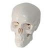 3 Parts Mini Skull Model Human Anatomical Teaching Skeleton Head Studying with Removable Skull Cap and Moving Jaw for Dr view 2