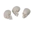 3 Parts Mini Skull Model Human Anatomical Teaching Skeleton Head Studying with Removable Skull Cap and Moving Jaw for Dr view 3
