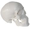 3 Parts Mini Skull Model Human Anatomical Teaching Skeleton Head Studying with Removable Skull Cap and Moving Jaw for Dr view 4