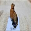 Adult Sea Lion Pippa Miniature Figurine view 1