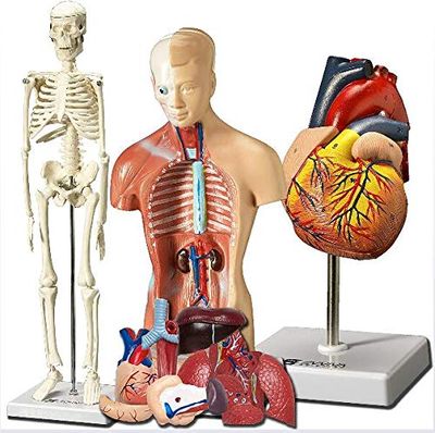 3 PCS Human Heart Torso and Skeleton Models - Learning Kit for Children 3D Model Study Tool for Anatomy and Physiology S