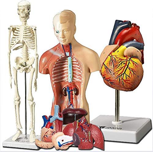 3 PCS Human Heart Torso and Skeleton Models - Learning Kit for Children 3D Model Study Tool for Anatomy and Physiology S