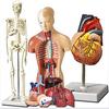 3 PCS Human Heart Torso and Skeleton Models - Learning Kit for Children 3D Model Study Tool for Anatomy and Physiology S view 1