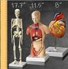 3 PCS Human Heart Torso and Skeleton Models - Learning Kit for Children 3D Model Study Tool for Anatomy and Physiology S view 2