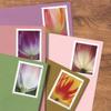 100pcsBeauty Tulip USWeddingCelebrationfor Party invatationsGreeting Card5books view 1