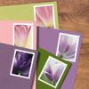 100pcsBeauty Tulip USWeddingCelebrationfor Party invatationsGreeting Card5books view 3