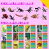 12 PCS Plastic Insect Figurines with 12 Introduction Flashcards, Small Creature Learning Recognition Cards Realistic Bug Models Educational Learning Toy Set for Kids, Classroom view 2