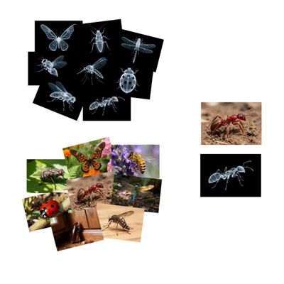 16 Animal X-Ray Set, Educational Science Kit for Kids to Explore Bone Structures for Lightstand Accessories, Light and Shadow Areas (Insect Series)