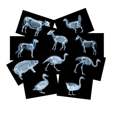 10 Pcs Farm Animal X-Ray Science Kit for Light and Shadow Area Light Table Accessories