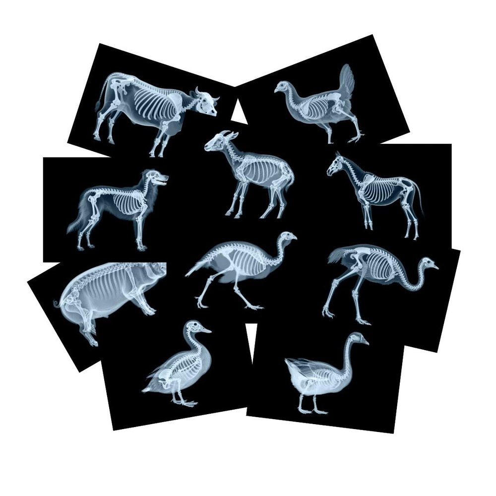 10 Pcs Farm Animal X-Ray Science Kit for Light and Shadow Area Light Table Accessories