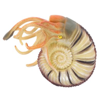 LALADEFIEE Realistic Simulation Nautilus Model for Lifelike Animal Ornament Educational Artificial Nautilus for Bedroom Decor and Photo Props Unique Shaped Design