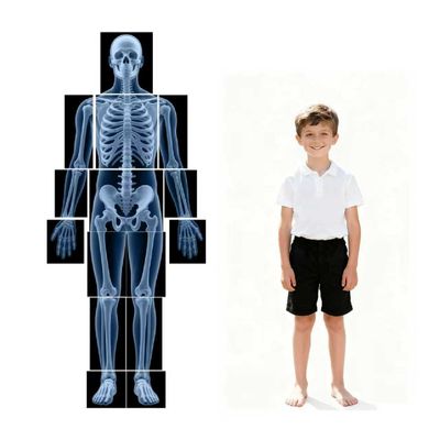 15 Pcs Human X-Ray Science Kit Tutorial Body Skeleton Xray Kit
