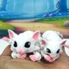 2pcs Articulating Sugar Gliders Toy 3D Printed Mother and Child Sugar Glider Fidget Toy Fun, Flexible & Poseable Gift for Sugar Glider Lovers - 3D Printed in USA - ASG001-White -2X view 1