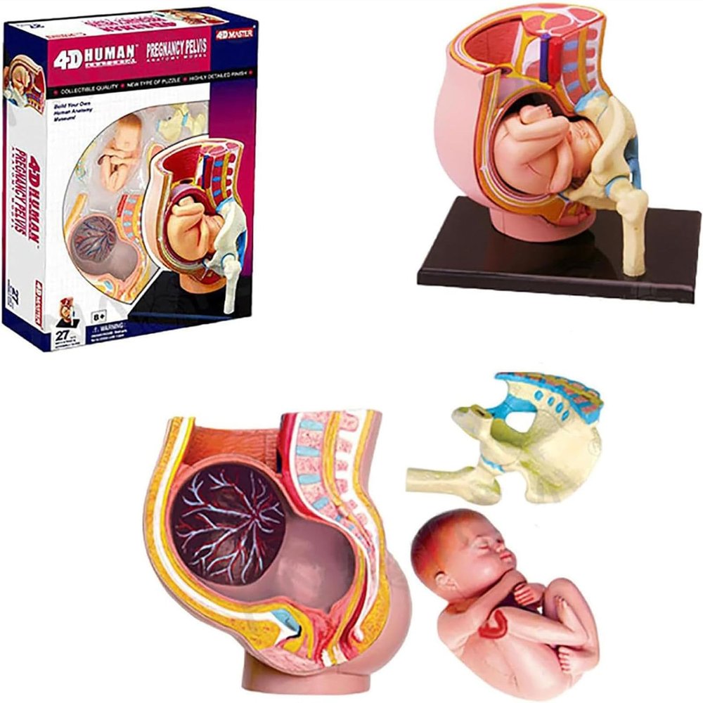 4D Pregnant Pelvis Section Model Human Women Pregnant Pelvis Section Model Nine Months Baby Fetus Model Plastic,Human Anatomy Model Educational Tools