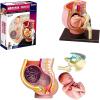 4D Pregnant Pelvis Section Model Human Women Pregnant Pelvis Section Model Nine Months Baby Fetus Model Plastic,Human Anatomy Model Educational Tools view 1