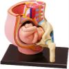4D Pregnant Pelvis Section Model Human Women Pregnant Pelvis Section Model Nine Months Baby Fetus Model Plastic,Human Anatomy Model Educational Tools view 2