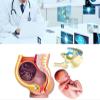 4D Pregnant Pelvis Section Model Human Women Pregnant Pelvis Section Model Nine Months Baby Fetus Model Plastic,Human Anatomy Model Educational Tools view 3