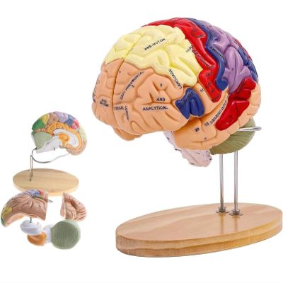 2 Times Human Brain Model Anatomy & Display Stand Life Size 9 Color-Coded Human Brain Anatomical Model for Teaching Science Classroom Study