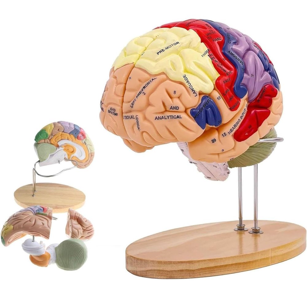 2 Times Human Brain Model Anatomy & Display Stand Life Size 9 Color-Coded Human Brain Anatomical Model for Teaching Science Classroom Study