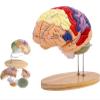 2 Times Human Brain Model Anatomy & Display Stand Life Size 9 Color-Coded Human Brain Anatomical Model for Teaching Science Classroom Study view 1