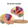 2 Times Human Brain Model Anatomy & Display Stand Life Size 9 Color-Coded Human Brain Anatomical Model for Teaching Science Classroom Study view 2