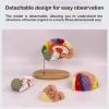 2 Times Human Brain Model Anatomy & Display Stand Life Size 9 Color-Coded Human Brain Anatomical Model for Teaching Science Classroom Study view 3
