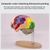 2 Times Human Brain Model Anatomy & Display Stand Life Size 9 Color-Coded Human Brain Anatomical Model for Teaching Science Classroom Study view 4