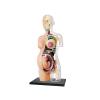 4D Human Anatomy Skeleton Torso Model, Transparent Pregnant Woman Torso Model, 41 Parts Detachable, Suitable for Preschool and School Teaching Display view 2