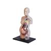 4D Human Anatomy Skeleton Torso Model, Transparent Pregnant Woman Torso Model, 41 Parts Detachable, Suitable for Preschool and School Teaching Display view 3
