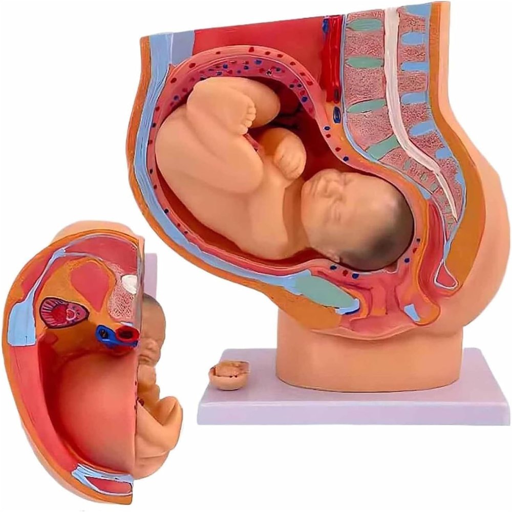 1:1 Life-Size Pregnancy Anatomical Models, Human Pregnancy Pelvis Anatomy Model, with Removable Pregnancy 9 Months Baby Fetus Model, Ovarian Model for Physiology Education