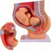 1:1 Life-Size Pregnancy Anatomical Models, Human Pregnancy Pelvis Anatomy Model, with Removable Pregnancy 9 Months Baby Fetus Model, Ovarian Model for Physiology Education view 1