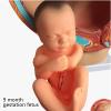 1:1 Life-Size Pregnancy Anatomical Models, Human Pregnancy Pelvis Anatomy Model, with Removable Pregnancy 9 Months Baby Fetus Model, Ovarian Model for Physiology Education view 2