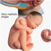 1:1 Life-Size Pregnancy Anatomical Models, Human Pregnancy Pelvis Anatomy Model, with Removable Pregnancy 9 Months Baby Fetus Model, Ovarian Model for Physiology Education view 3