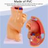1:1 Life-Size Pregnancy Anatomical Models, Human Pregnancy Pelvis Anatomy Model, with Removable Pregnancy 9 Months Baby Fetus Model, Ovarian Model for Physiology Education view 4
