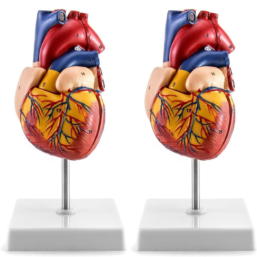 2 Pack Human Heart Model, Anatomically Accurate Numbered 2-Part Life Size Heart Medical Model with 34 Anatomical Structures for Education Teaching Model