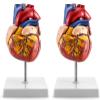 2 Pack Human Heart Model, Anatomically Accurate Numbered 2-Part Life Size Heart Medical Model with 34 Anatomical Structures for Education Teaching Model view 1