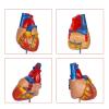 2 Pack Human Heart Model, Anatomically Accurate Numbered 2-Part Life Size Heart Medical Model with 34 Anatomical Structures for Education Teaching Model view 2