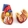 2 Pack Human Heart Model, Anatomically Accurate Numbered 2-Part Life Size Heart Medical Model with 34 Anatomical Structures for Education Teaching Model view 3