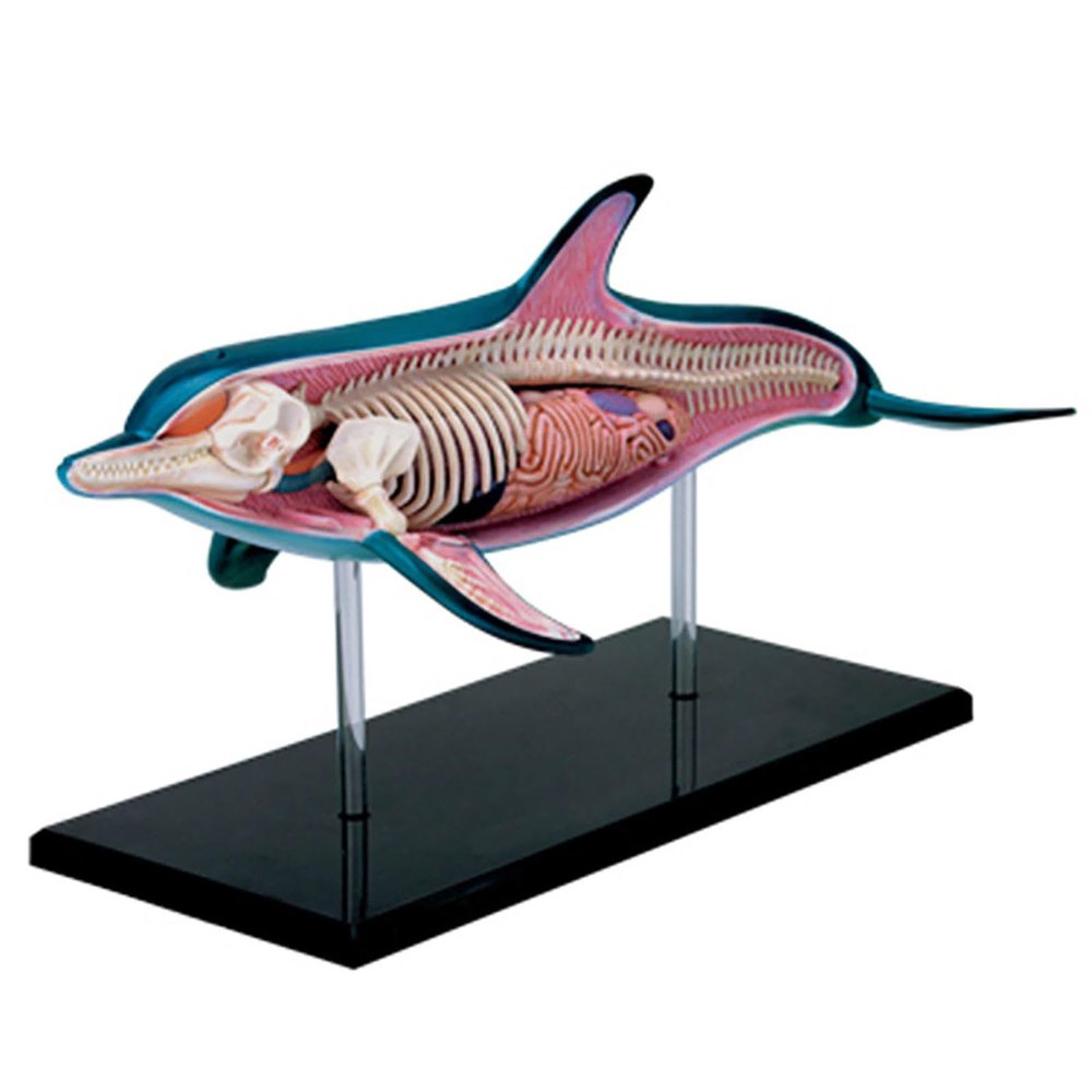 4D Dolphin Anatomy Model, Organ Anatomy Medical for Animal Teaching Demonstration,Detachable 18 Parts for Animal Teaching Demonstration Science Study