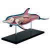 4D Dolphin Anatomy Model, Organ Anatomy Medical for Animal Teaching Demonstration,Detachable 18 Parts for Animal Teaching Demonstration Science Study view 1